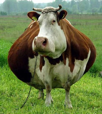 funny+animals